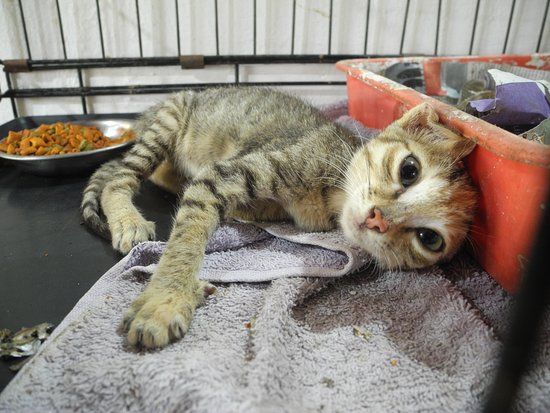 Animal Shelter Agonda